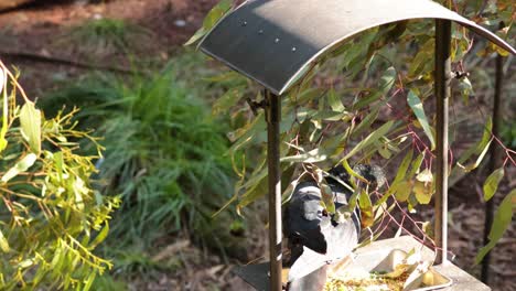 cockatoo eating at a bird feeder in melbourne