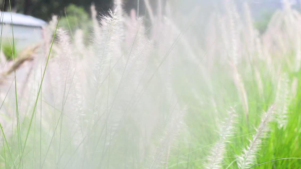 높은 풀이 부드럽게 바람에 흔들리고