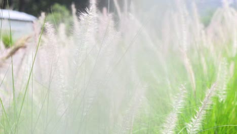 높은 풀이 부드럽게 바람에 흔들리고