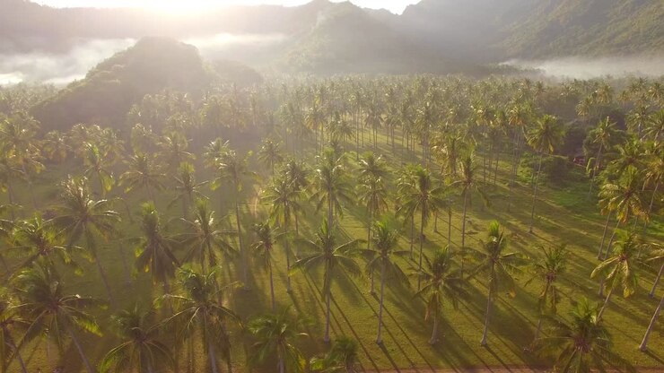 Flying Over Misty Valley in Indonesia