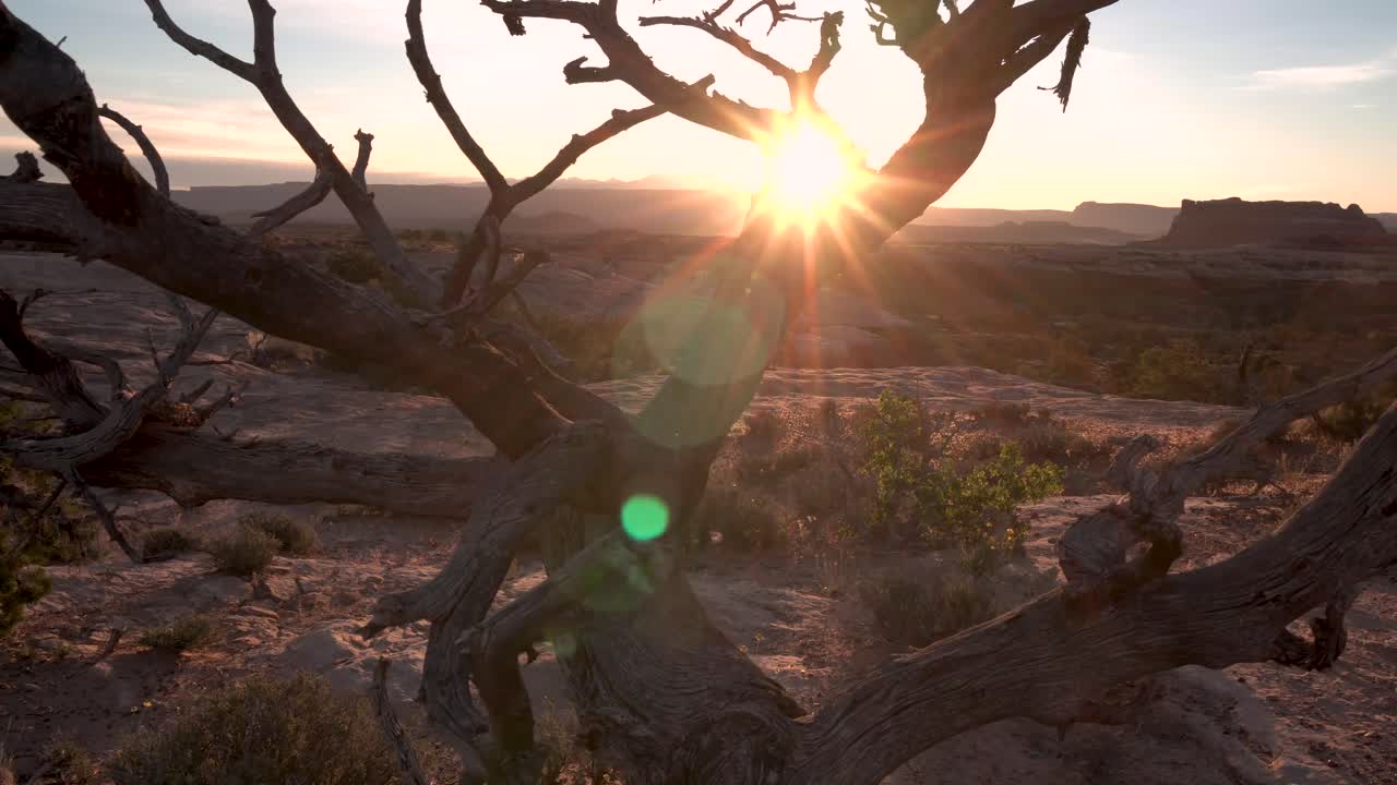Canyonlands national park Utah with sun shining across dead tree, Aerial dolly in shot