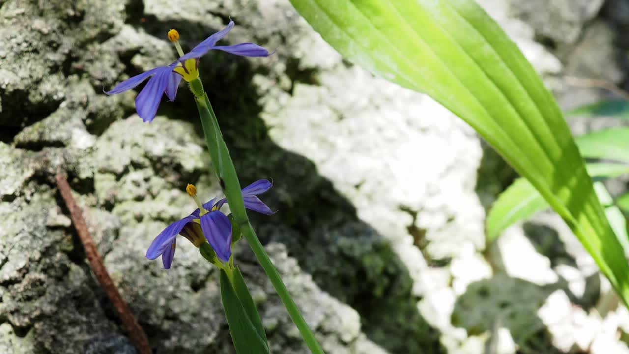 The Bermudiana (Sisyrinchium bermudiana), Bermuda's national flower, is a small member of the Iris Family.