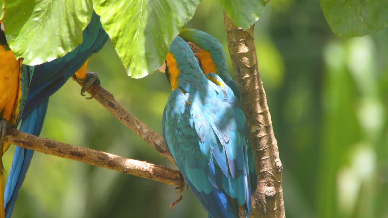 Blue and Yellow Macaw climbs up with help of its beak to Join its flock in the rain forest canopy on sunny morning