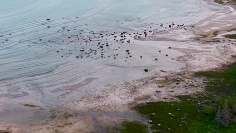 Aerial drone view of a large flock of birds scattered across sandy shoreline and shallow waters
