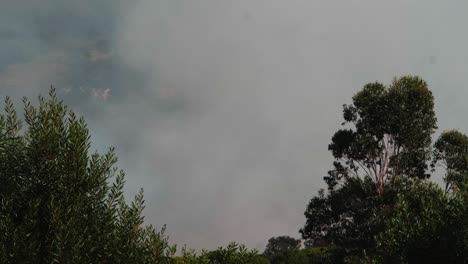 a forest fire in cape town, south africa. can be a fire in any part of the world which has greenery