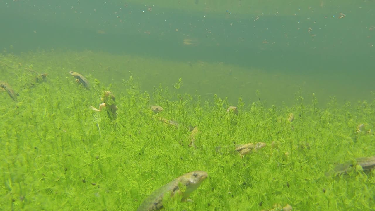 카메라는 어린 개구리가 많은 물 아래 연못으로 내려갑니다.