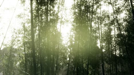 Windiger,-Ruhiger-Arashiyama-Bambushain