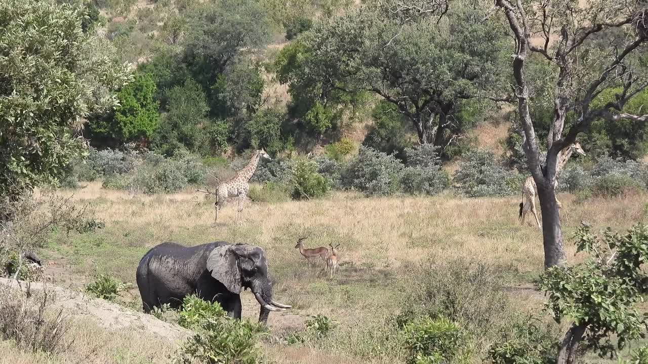 el elefante de la sabana africana disfruta de un baño de barro con jirafas y gacelas en el fondo del parque nacional kruger