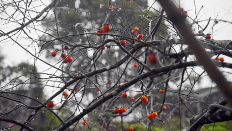 lluvia de la mañana: lluvia empapando con gracia un árbol de caqui en el refrescante abrazo de la naturaleza