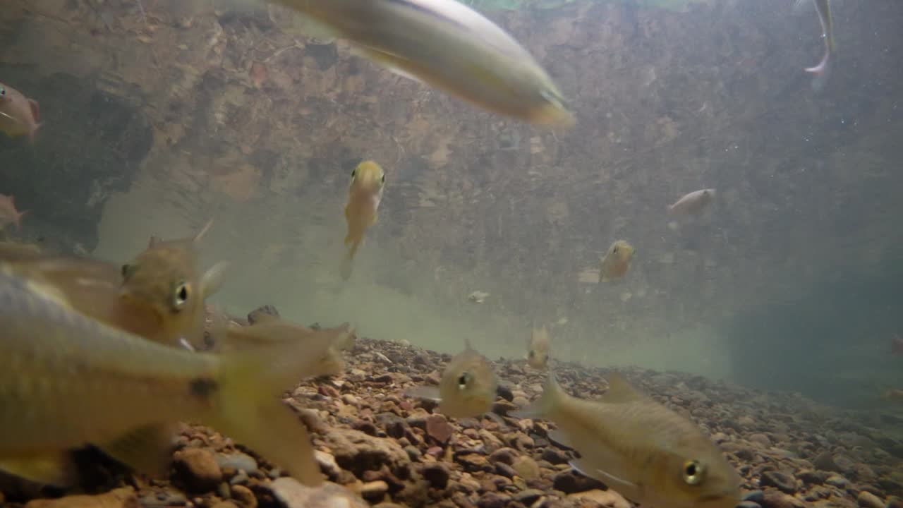 kaeng krachan 국립 공원은 많은 환상적인 야생 동물의 서식지이며 개울은 동물이 마시고 물고기가 헤엄칠 수 있는 신선한 물의 생명원입니다.