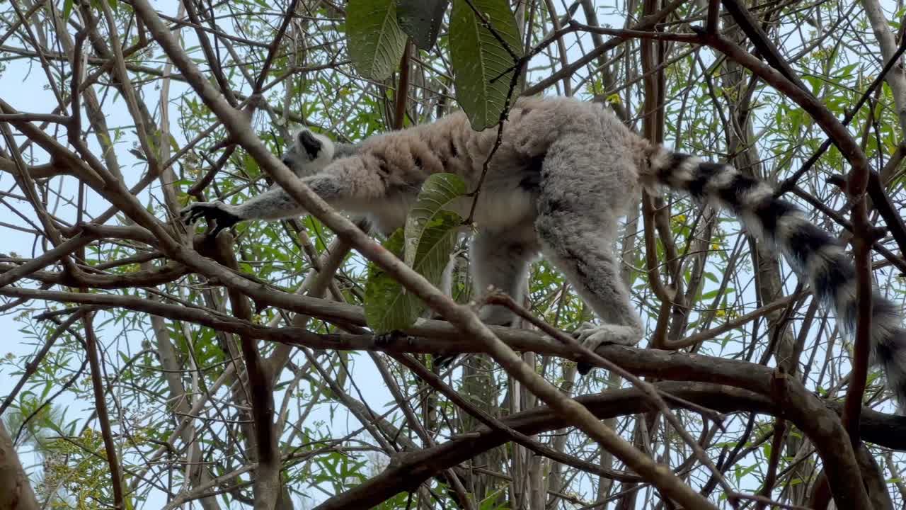 Un maschio di lemure dalla coda ad anelli (Lemur catta) con caratteristiche ben definite cammina sui rami. Madagascar