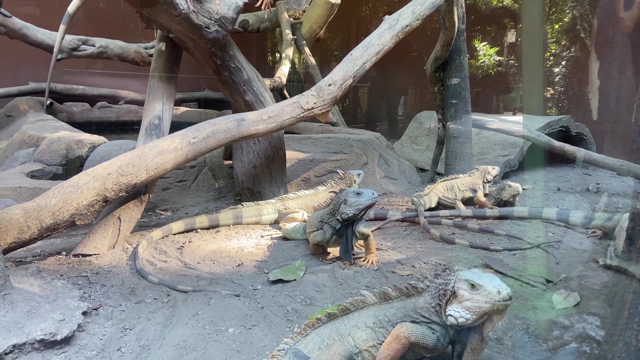 Gruppo di iguane verdi a riposo in un recinto dello zoo