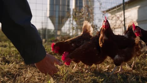 Hand-reaching-out-to-feed-chickens-grass-on-sustainable-hen-farm-at-sunrise