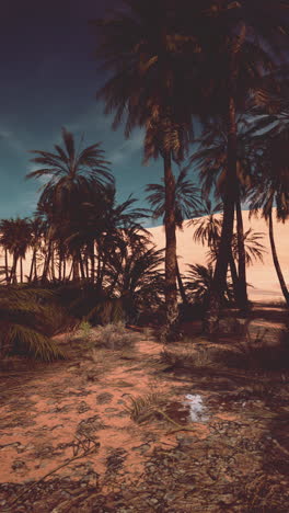 palm trees in a desert oasis