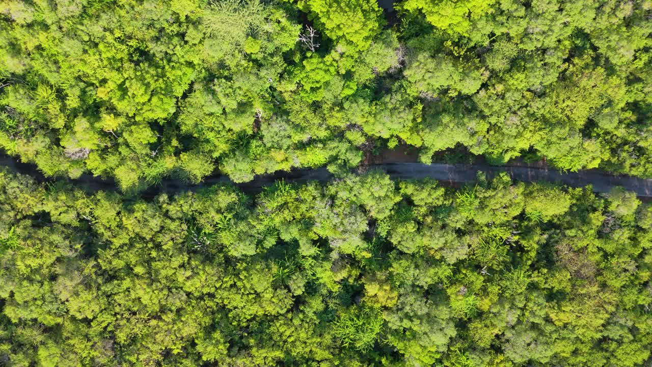 vista aérea de pájaro sobre una carretera pavimentada tropical cubierta de árboles