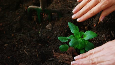 Woman-planting-plant