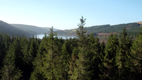 Beautiful-rising-aerial-shot-past-pine-trees-to-reveal-a-lake-in-the-Brecon-Beacons,-Wales