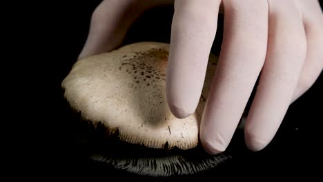 a hand gently presses a mushroom cap onto a black surface, revealing intricate spore patterns in a controlled environment