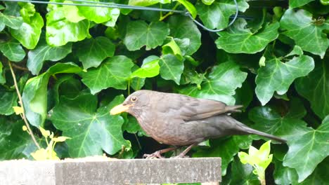 Female-blackbird-songbird-feeding-on-garden-wooden-table-in-front-of-ivy-wall