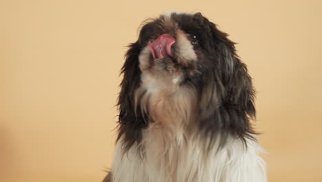 Shih-Tzu-Dog-looking-intently-upwards-in-the-hope-of-receiving-food---Portrait-shot