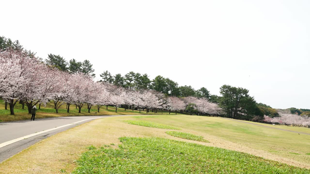 꽃이 피는 아름다운 체리 나무가 있는 요시노 공원의 봄 풍경