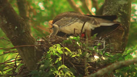 Buff-Necked-Ibis-Familie-Mit-Vogelbaby-Im-Nest,-Nahaufnahme