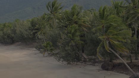 forest of palm trees lined up at thala beach nature reserve during windy weather in port douglas, qld, australia