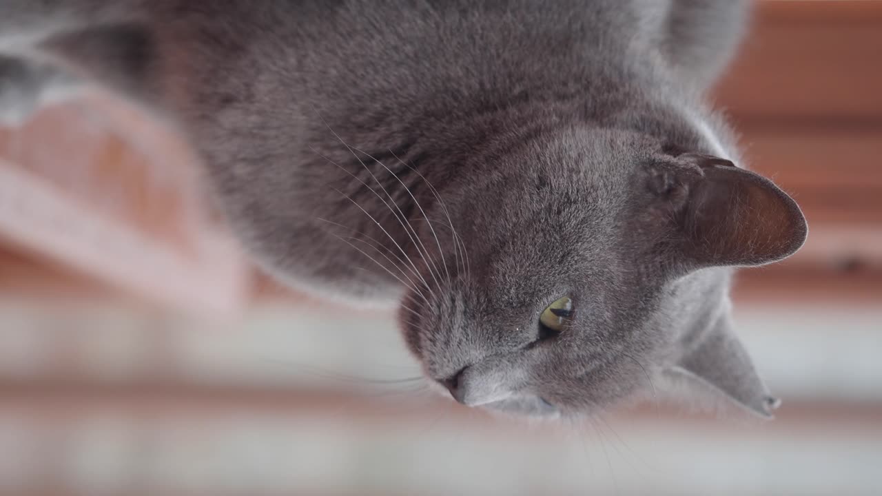 Close-up of a gray cat