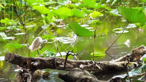 bird white egret standing on a tree trunk in taiwan taipei botanic garden