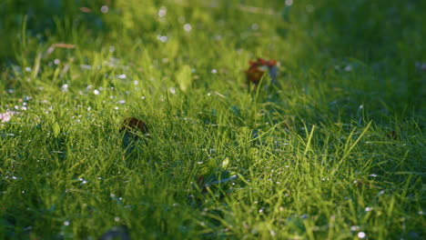 closeup scenery green grass sunny morning . thin web hanging over meadow.