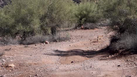 coyote corre por un lavado en el desierto de sonora, cerca del lago bartlett, arizona