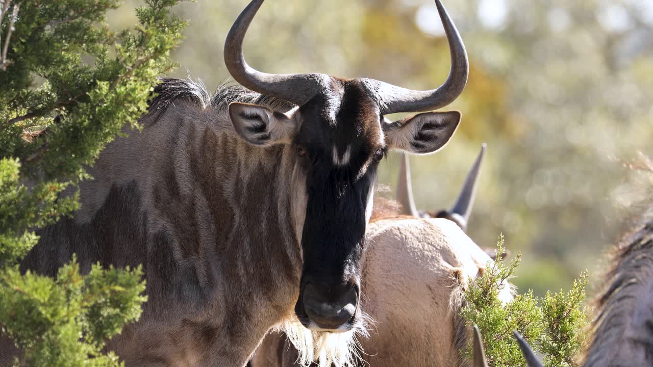 카메라를 보고 있는 흰 수염 누우의 클로즈업