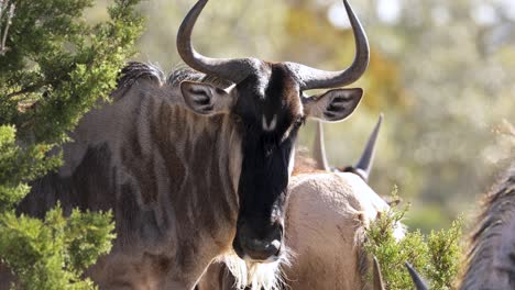 close up of a white-bearded wildebeest looking at the camera