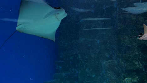 stingrays floats on the deep