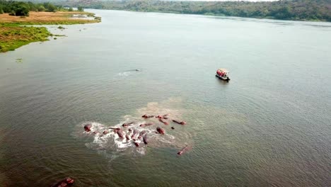 family of hippos in river nile with sailing tourist boat in uganda, east africa