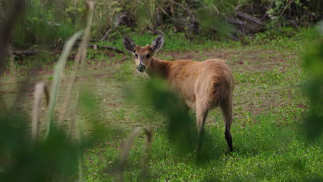 close-up view of a wild brown deer watching in open field with blurred foreground leaves.