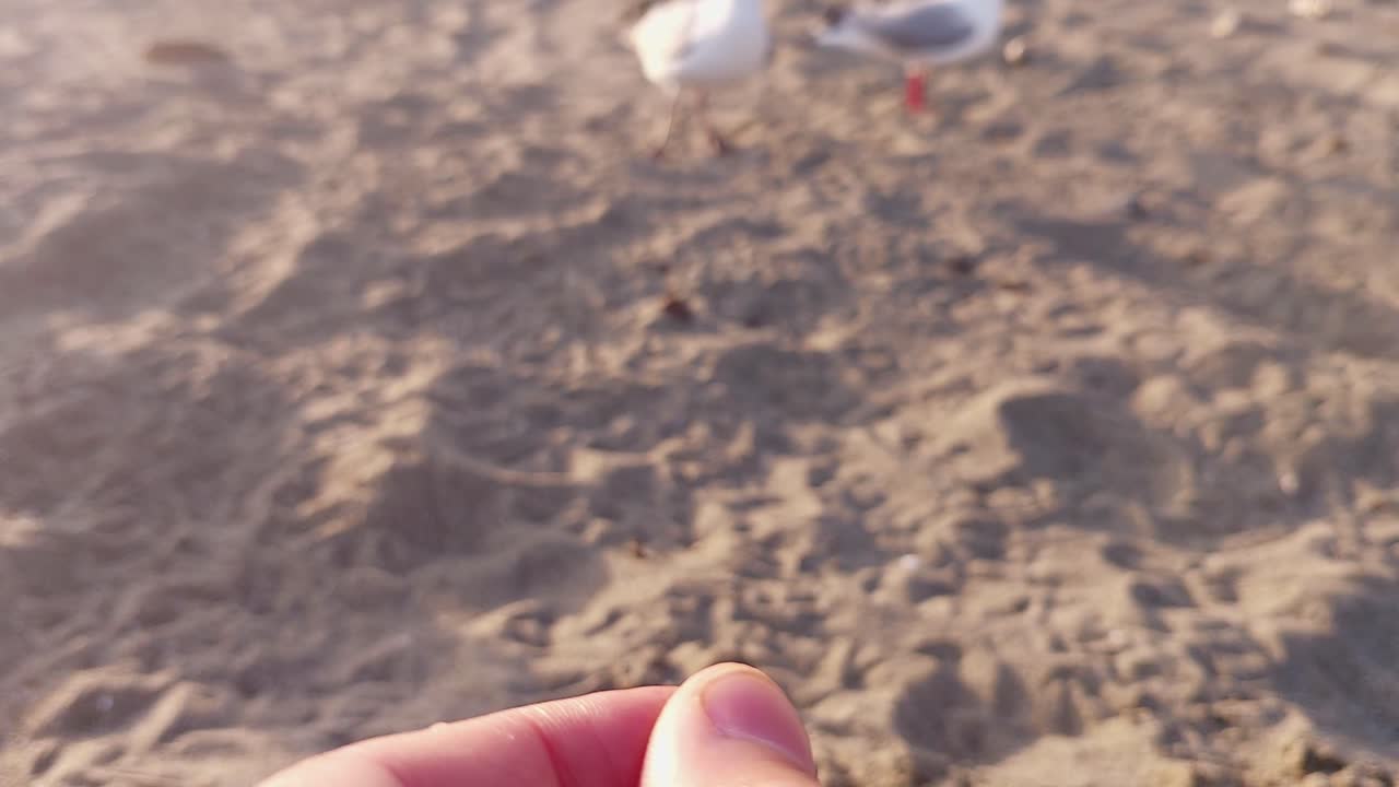 첫 번째 사람은 손가락으로 을 들고 있고, 바다표범이 그것을 잡습니다.