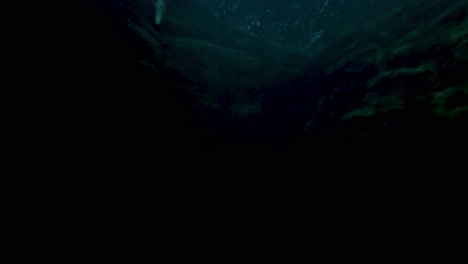 el delfín nada con gracia en el tanque del acuario.