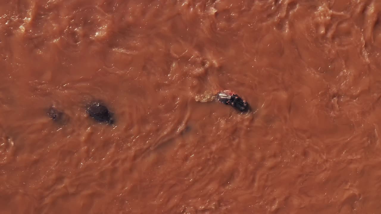 Aerial Wildlife Shot of Hippos Bathing in the Mara River Water, Top Down Vertical Drone View of a Group of Hippo in Amazing Maasai Mara National Reserve, Kenya, Africa, Masai Mara North Conservancy