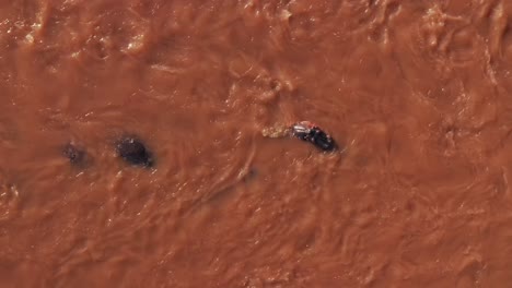 Luftaufnahme-Der-Tierwelt-Von-Flusspferden,-Die-Im-Wasser-Des-Mara-Flusses-Baden,-Vertikale-Drohnenansicht-Einer-Gruppe-Von-Flusspferden-Von-Oben-Nach-Unten-Im-Beeindruckenden-Maasai-Mara-Nationalreservat,-Kenia,-Afrika,-Masai-Mara-Nordschutzgebiet