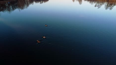 aerial over river, ducks shoreline