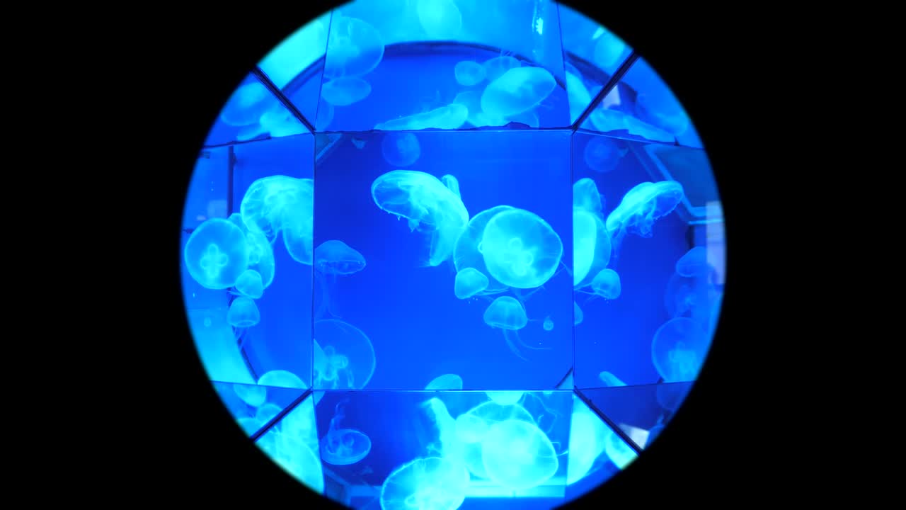 둥근 모양의 달 수달 수족관