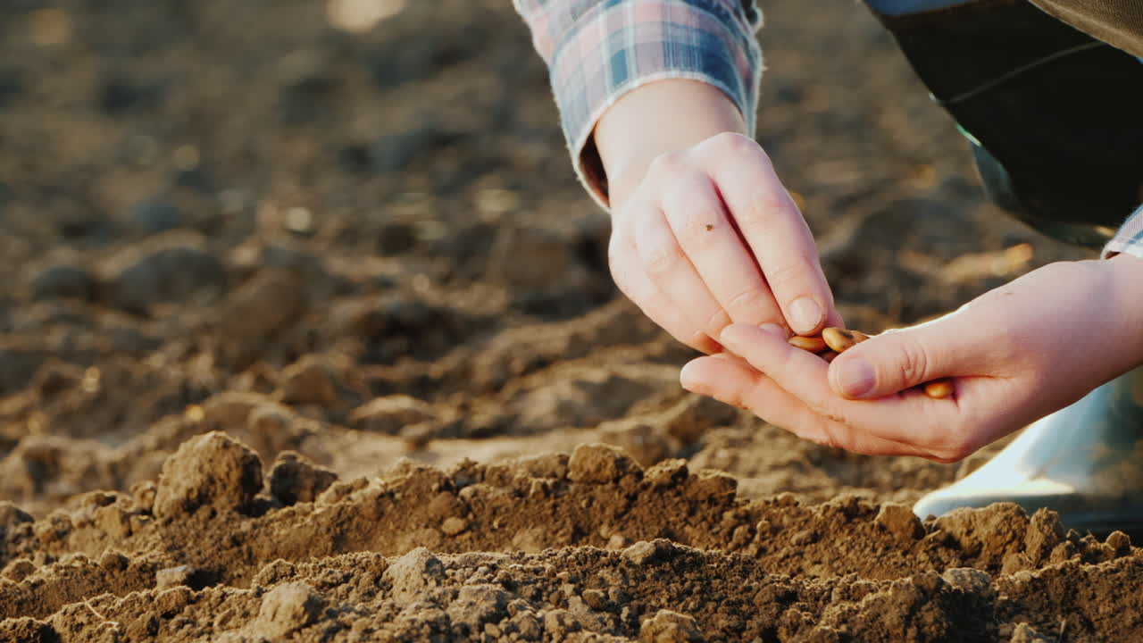 농부의 손이 곡식을 토양에 심고 있다 새로운 생명 개념