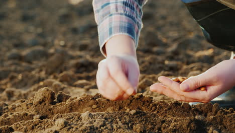 farmer's hands are planting grain into the soil new life concept