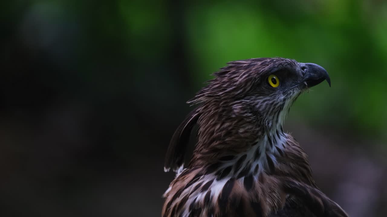 mirando hacia la derecha y luego mueve la cabeza, el águila halcón de pinsker nisaetus pinskeri, filipinas