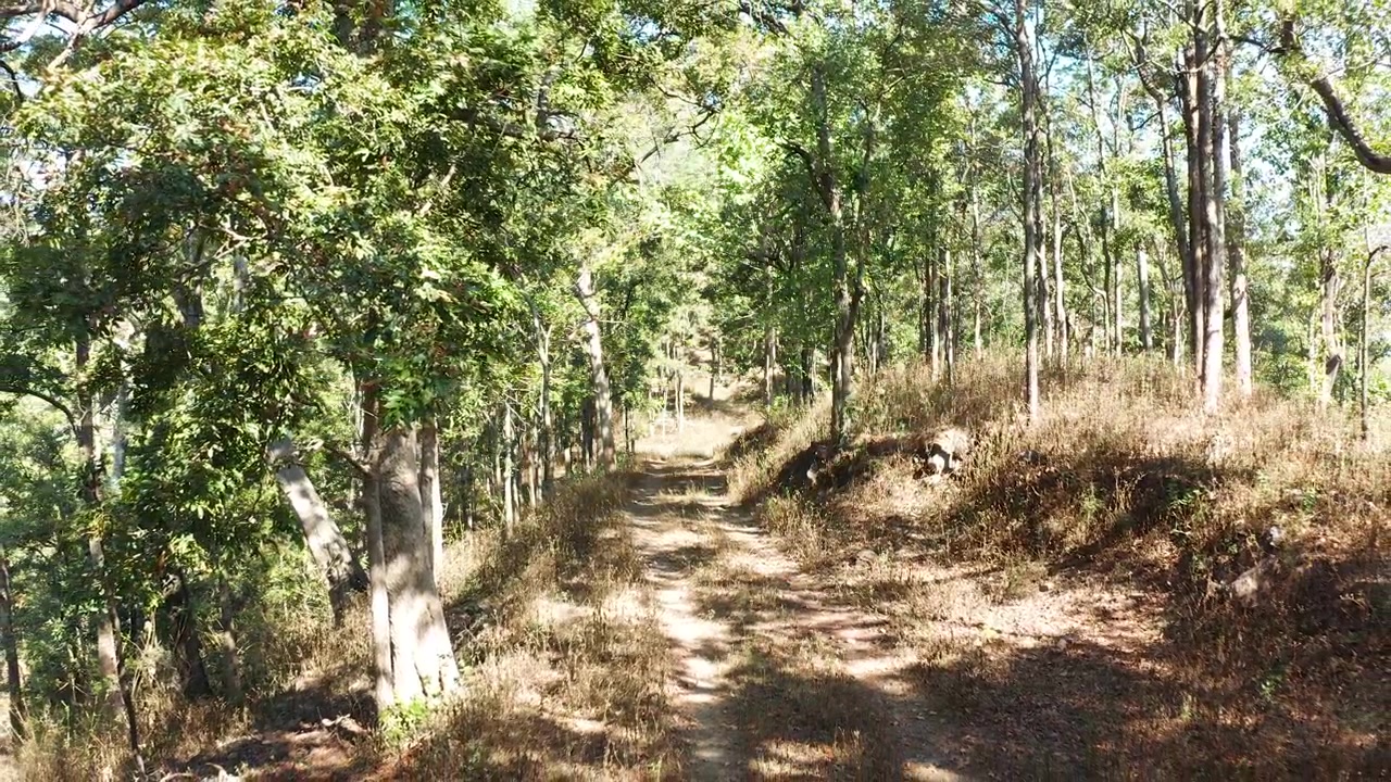 Ripresa aerea: un drone percorre un sentiero sterrato attraverso una foresta decidua di teak nell'India centrale alla luce del mattino