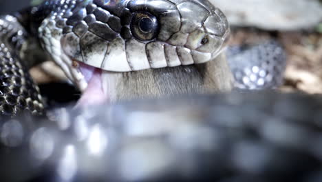 Incredible-close-up-of-black-rat-snake-eating-a-mouse