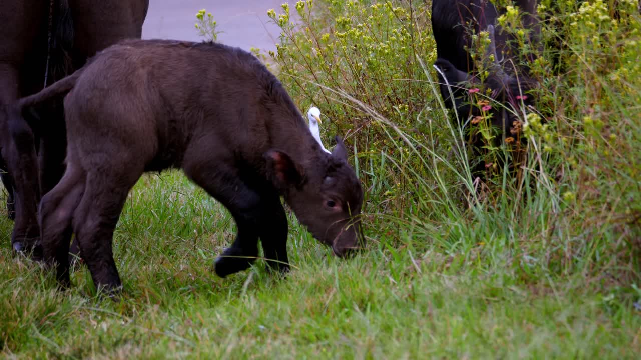버팔로 베이비 바운스가 어미와 백로와 함께 놀고 있습니다.