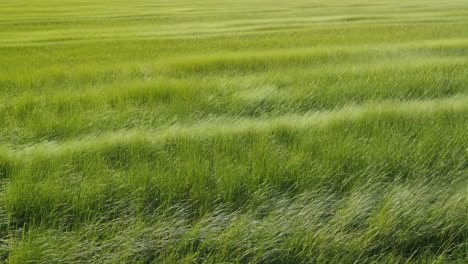 vast green grass field swaying in the wind