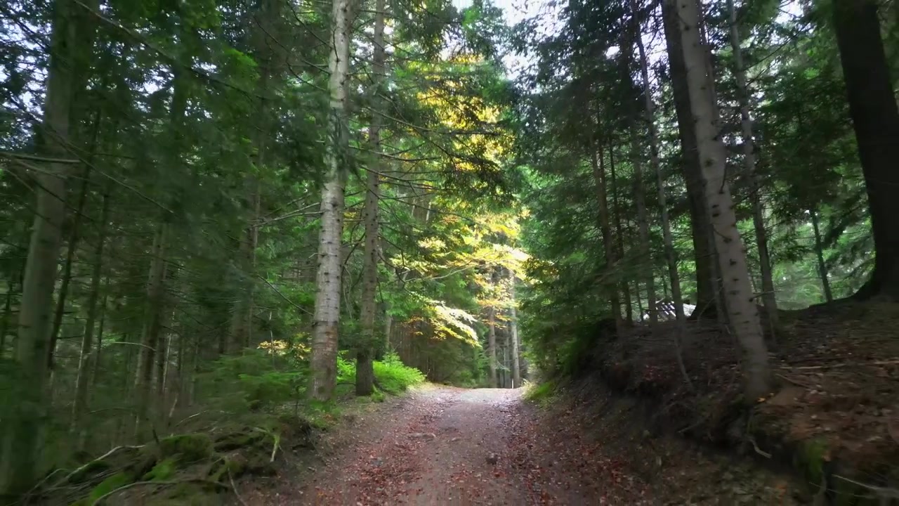 Splendido punto di vista mentre si cammina su un sentiero attraverso una bellissima foresta verde e gialla in Slovenia in autunno. La luce del sole illumina il sentiero